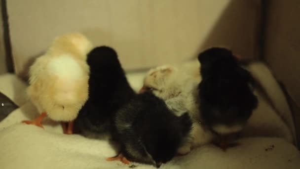 Nyligen kläckta, fortfarande är våt, medvetslös, gula nyfödda kycklingar i en inkubator. Försöker att passa tätt till varandra att hålla varm under sömnen. — Stockvideo