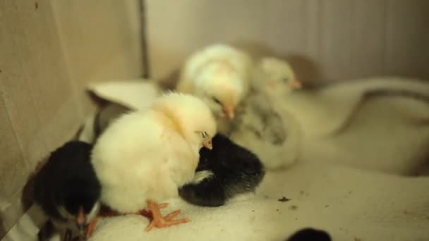 Nyligen kläckta, fortfarande är våt, medvetslös, gula nyfödda kycklingar i en inkubator. Gula somnar stående, och den svarta en passar under den, som en kvochku, för att hålla sig varm. — Stockvideo