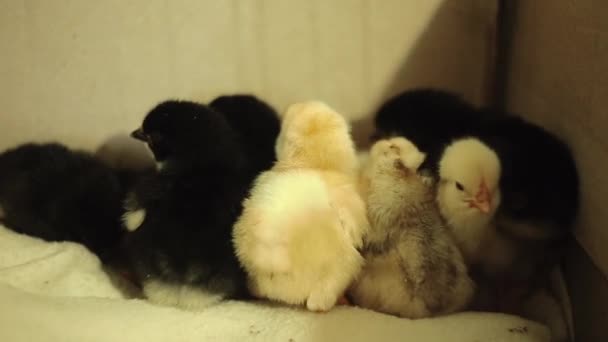 Poussins nouveau-nés jaunes, fraîchement éclos, encore humides, inconscients, dans un incubateur. Ils s'adaptent étroitement, pour s'endormir ensemble dans la chaleur. Nettoyé. Nettoyez les plumes. Vidéo avec son . — Video