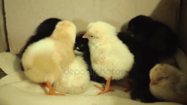 Recently hatched, still wet, unconscious, yellow newborn chicks in an incubator. Very cute fall asleep and put everything around. Video with sound. — Stock Video