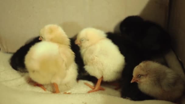 Recently hatched, still wet, unconscious, yellow newborn chicks in an incubator. A group of chickens is asleep, but one of them does not sleep and tries to wake up the rest. They wake up. Sound. — Stock Video