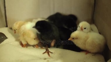 Son zamanlarda taranmış, hala ıslak, bilinçsiz, sarı yenidoğan civciv kuluçka. Dalga geçmeyi. Onlar birbirlerine çalıştırın. Onlar bir ses vermek. Sesli video