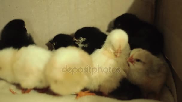 Nyligen kläckta, fortfarande är våt, medvetslös, gula nyfödda kycklingar i en inkubator. Rengör fjädrar, somna. Video med ljud. — Stockvideo