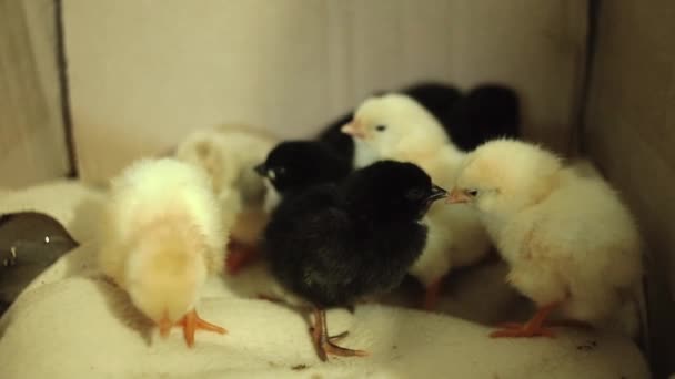最近孵化出来的、 还是湿的无意识的黄色的新生雏鸡孵化器中。他们吵闹，啄着对方，不明白该怎么办。他们给一个声音。带声音的视频 — 图库视频影像