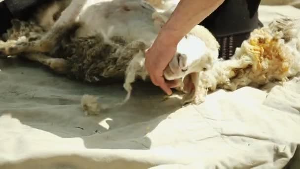 Ο άνθρωπος κόβει ένα πρόβατο. Εκχυλίσματα δέρας. Για την περιστρεφόμενη ρόδα. — Αρχείο Βίντεο