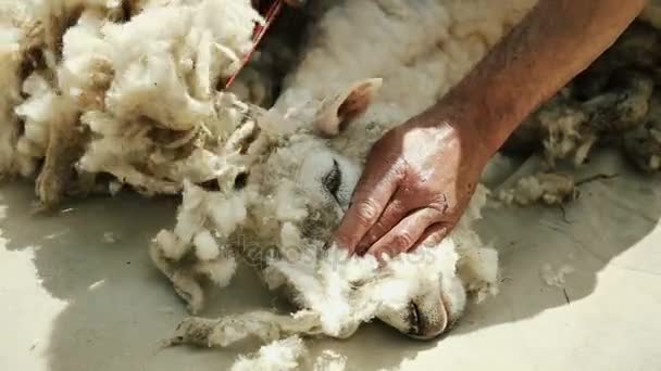 Man is cutting a sheep. Extracts fleece. For the spinning wheel. — Stock Video