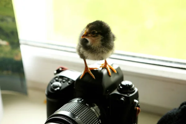 El pollo negro está en la cámara, que está cerca de la ventana. Mira hacia la distancia. Foto: — Foto de Stock