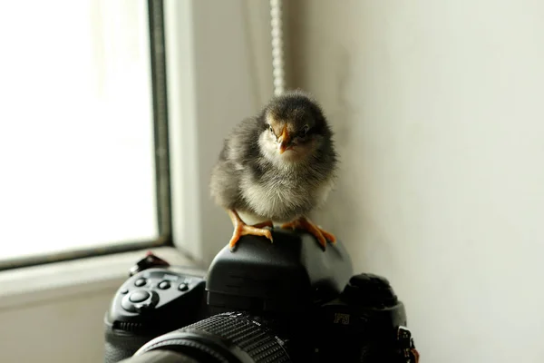 El pollo negro recién nacido está en la cámara, que está cerca de la ventana. Mira a la cámara. Foto: — Foto de Stock