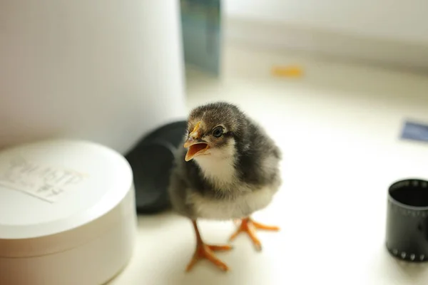 El pollo negro recién nacido está de pie en el alféizar de la ventana y muy bien da una voz. Cerca de la película — Foto de Stock