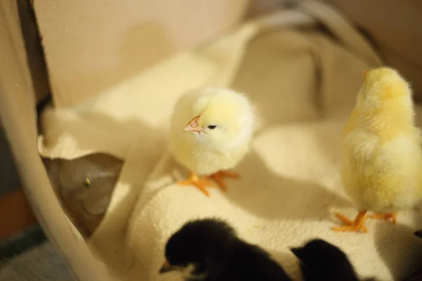 Un pollo amarillo recién nacido está de pie, mirando a la cámara. Posando. Buena puesta en escena — Foto de Stock