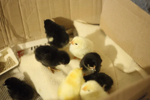 Pollitos recién nacidos en una caja corrugada a la espera de transporte para vender. Amarillo ana negro Chick — Foto de Stock