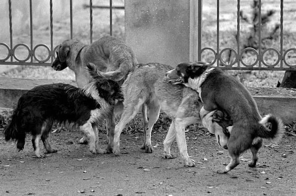 犬の交配。白と黒の粒子の粗い画像はフィルムで撮影します。マット ストック写真