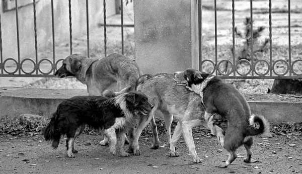 犬の交配。白と黒の粒子の粗い画像はフィルムで撮影します。マット ロイヤリティフリーのストック画像