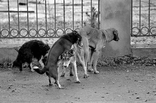 犬の交配。白と黒の粒子の粗い画像はフィルムで撮影します。マット ストック画像