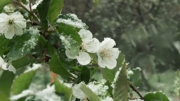 La nieve es primavera. Nieve húmeda cae sobre las hojas verdes y las flores — Vídeos de Stock