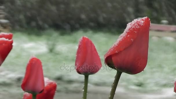 Sneeuw is lente. Natte sneeuw valt op de toppen van rode tulpen — Stockvideo