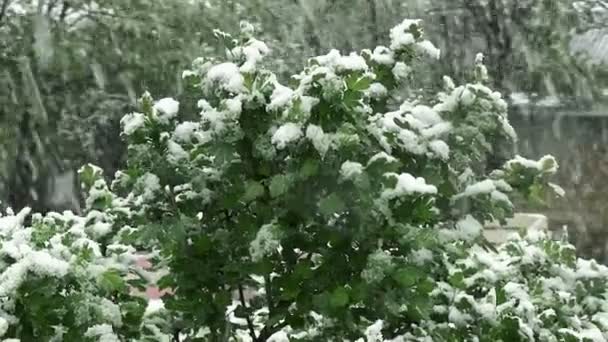 Снег это весна. Влажный снег падает на зеленые листья и деревья — стоковое видео