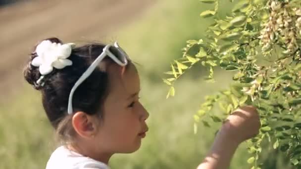 Menina pequena criança morena latino caminha no jardim da floresta Experimente a flor de acácia para o gosto Close-up — Vídeo de Stock