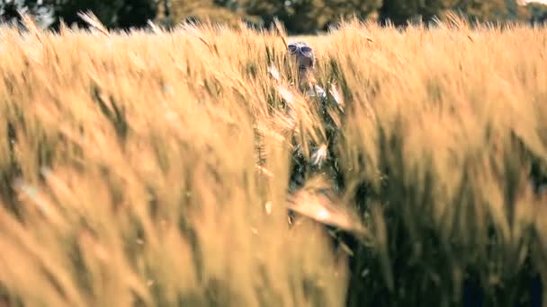 Mała dziewczynka dziecko brunetka latino spacery w on pole pszenicy, między uszami, spacery, uśmiechy, spada. — Wideo stockowe