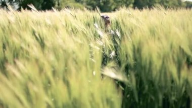 Küçük kız çocuk esmer Latin yürür o buğday alanında, kulaklar, yürüyüşler, gülümsüyor, arasında düşer.