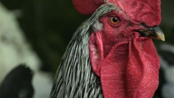 Retrato La polla es en blanco y negro en la granja Mira a la cámara Close-up Habilitar pista de audio — Vídeos de Stock