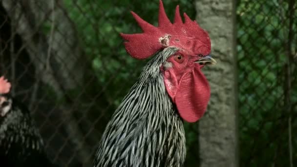 Retrato La polla es en blanco y negro en la granja Da una voz de alarma Habilitar pista de audio — Vídeos de Stock