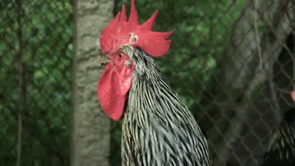 Portret kogut jest czarno-biały w gospodarstwie, w jakie daje głos alarm Włącz ścieżki dźwiękowej slowmotion — Wideo stockowe