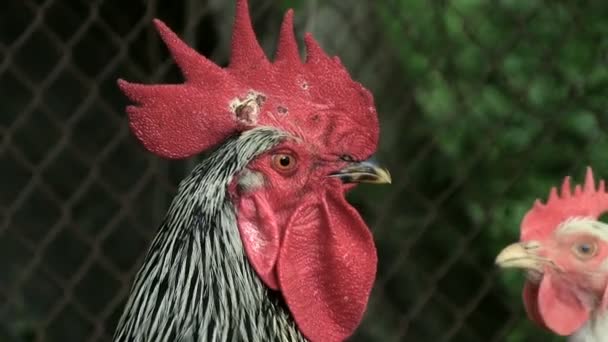 Retrato O galo é preto e branco na fazenda Dá uma voz de alarme Habilitar faixa de áudio — Vídeo de Stock