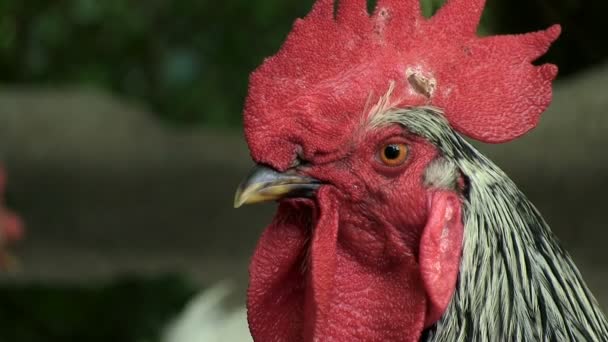 Retrato La polla es en blanco y negro en la granja Mira a la cámara Close-up Habilitar pista de audio — Vídeos de Stock