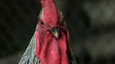 Portre horoz siyah beyaz kamera yakın çekim etkinleştirmek ses parça görünüyor çiftlikte olduğunu.