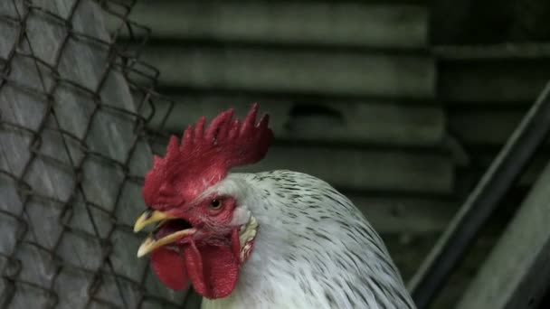 Portrait La bite blanche donne une voix d'alarme Matin Réveiller tout le monde Nouveau jour Activer la piste audio 