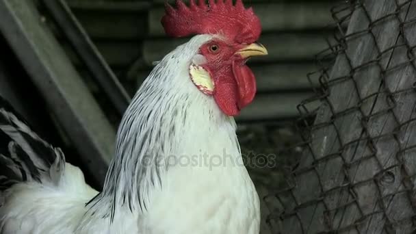 Portrait The white cock gives a voice of alarm Morning Wake up everyone New day Enable audio track — Stock Video