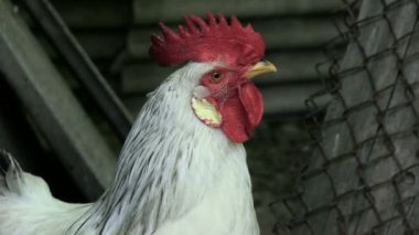 Kamera yakın çekim etkinleştir radyo sinyalleriyle iletilen iz slowmotion portre A beyaz horoz bakar