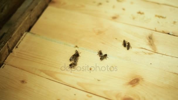 As abelhas examinam a superfície de madeira. Calma. . — Vídeo de Stock