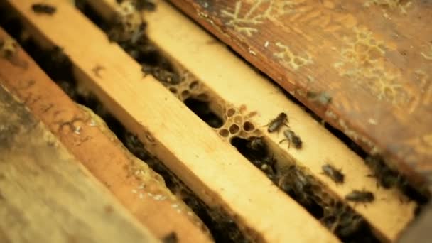 Bees prepare honey, work, in an open beehive with wooden racks with wax combs. — Stock Video