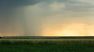 Fırtınalı bulutlar gri-mavi alan tahıl buğday akşam saat gün batımı karanlık yaz Thunderclouds yağmur ile