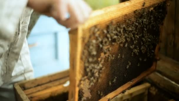 Apicultor comprueba cómo las abejas preparan el trabajo de la miel en los bastidores de madera de la colmena cera panales saca — Vídeos de Stock