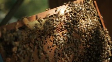 Arıcı denetler arılar arı kovanı ahşap raflar, tatlım eser tuta peteğin çeker hazırlamak nasıl dışarı