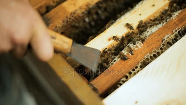 Apicultor comprueba cómo las abejas preparan el trabajo de la miel en los bastidores de madera de la colmena cera panales saca — Vídeo de stock