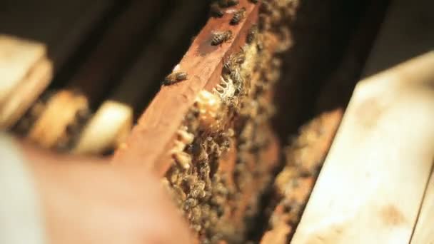Пчеловод проверяет, как пчелы готовят мед в деревянных стойках из пчелиного улья. — стоковое видео