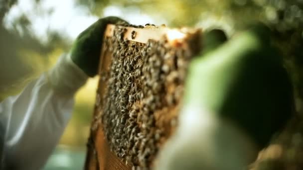 Apicultor comprueba cómo las abejas preparan el trabajo de la miel en los bastidores de madera de la colmena cera panales saca — Vídeos de Stock