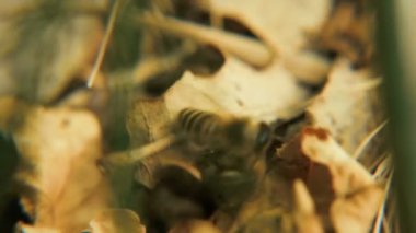 Arı bir dron tarafından öldürülür. Kavga. Yakın çekim