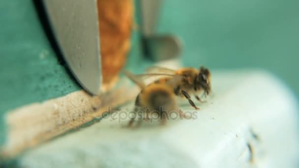 Entrada a la colmena, agujero Las abejas vuelan con néctar y polen, aterrizan y vuelan al campo — Vídeos de Stock