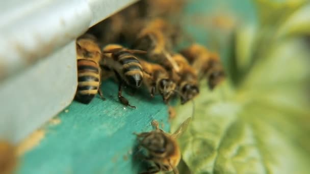 Ingresso all'alveare, buca Le api volano dentro con nettare e polline, atterrano e volano via nel campo — Video Stock