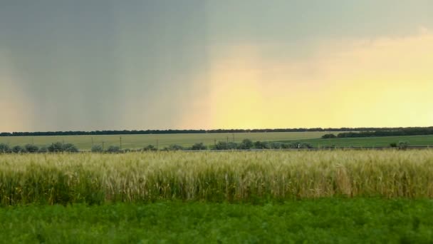 Stormachtige wolken zijn grijs-blauw over het veld met korrel tarwe tijd 's avonds zonsondergang donkere zomer dia — Stockvideo