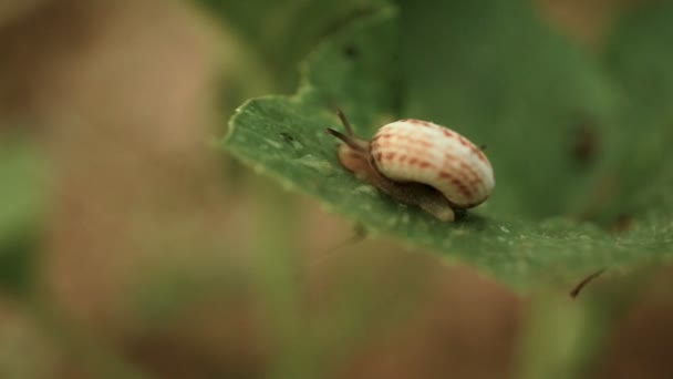 Siput merangkak di sepanjang lembar, besar untuk biaya. Makro — Stok Video