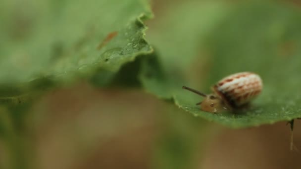 O caracol rasteja ao longo do lençol, grande por uma taxa. Macro — Vídeo de Stock