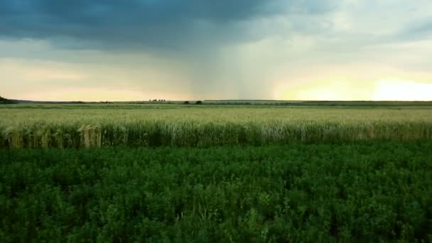 Stormachtige wolken zijn grijs-blauw over het veld met korrel tarwe tijd 's avonds zonsondergang donkere zomer — Stockvideo