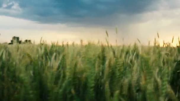 Les nuages orageux sont gris-bleu sur le champ avec du blé grain Soirée coucher de soleil sombre Été — Video