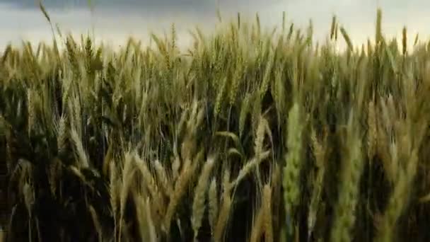 Nubes tormentosas son gris-azul sobre el campo con trigo de grano Tarde puesta de sol oscuro Verano — Vídeos de Stock